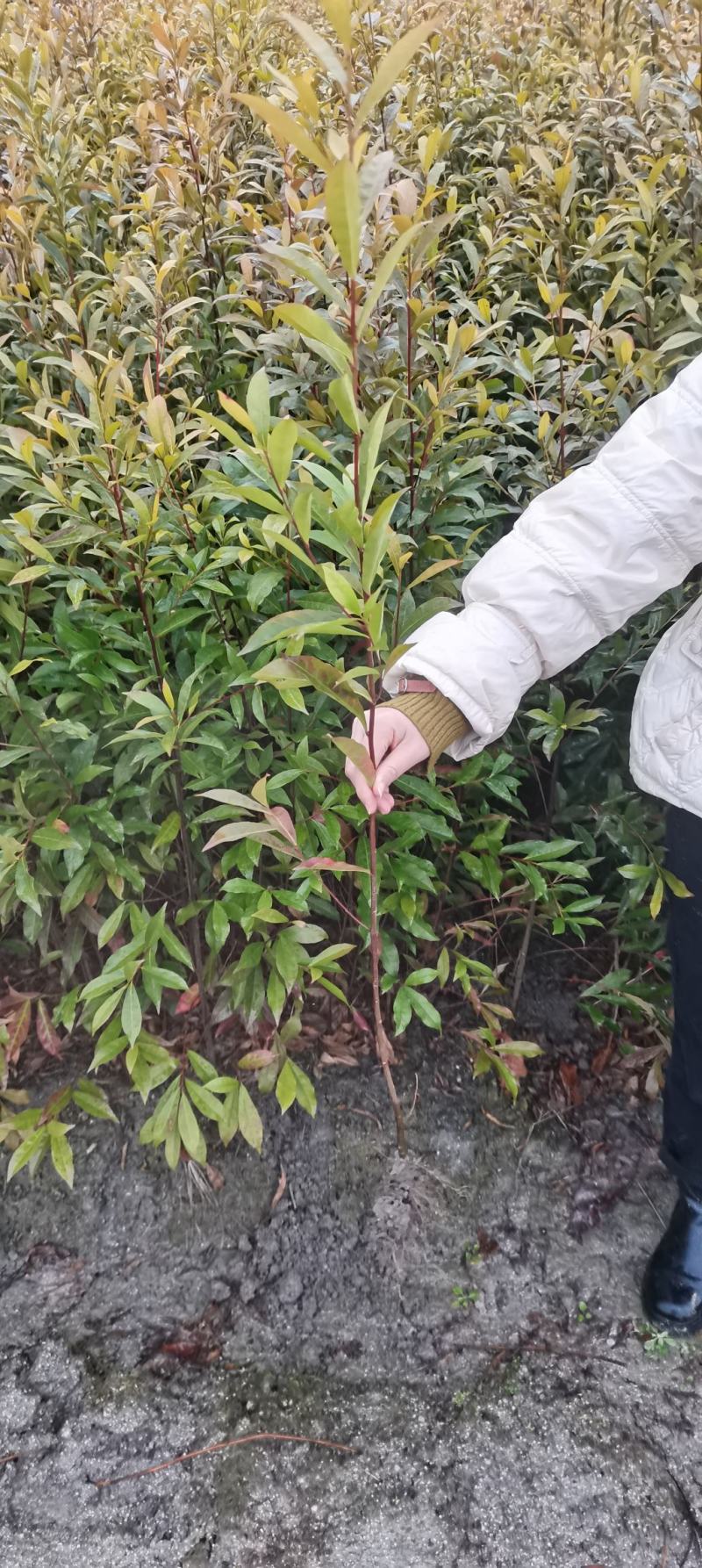 供应一年生杜英小苗，山杜英供应，江西供应各种造林苗绿化苗