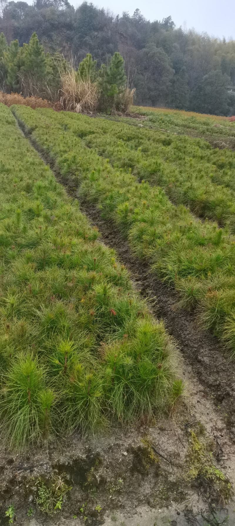 供应湿地松，造林树种，根系好，成活率高苗圃直供，量大从优