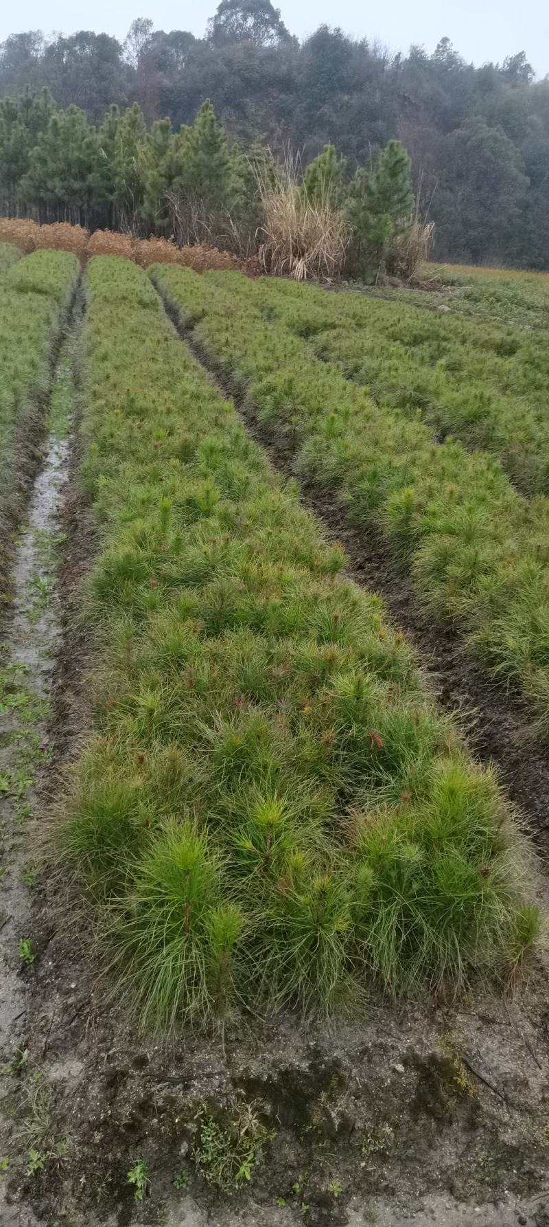 供应湿地松，造林树种，根系好，成活率高苗圃直供，量大从优