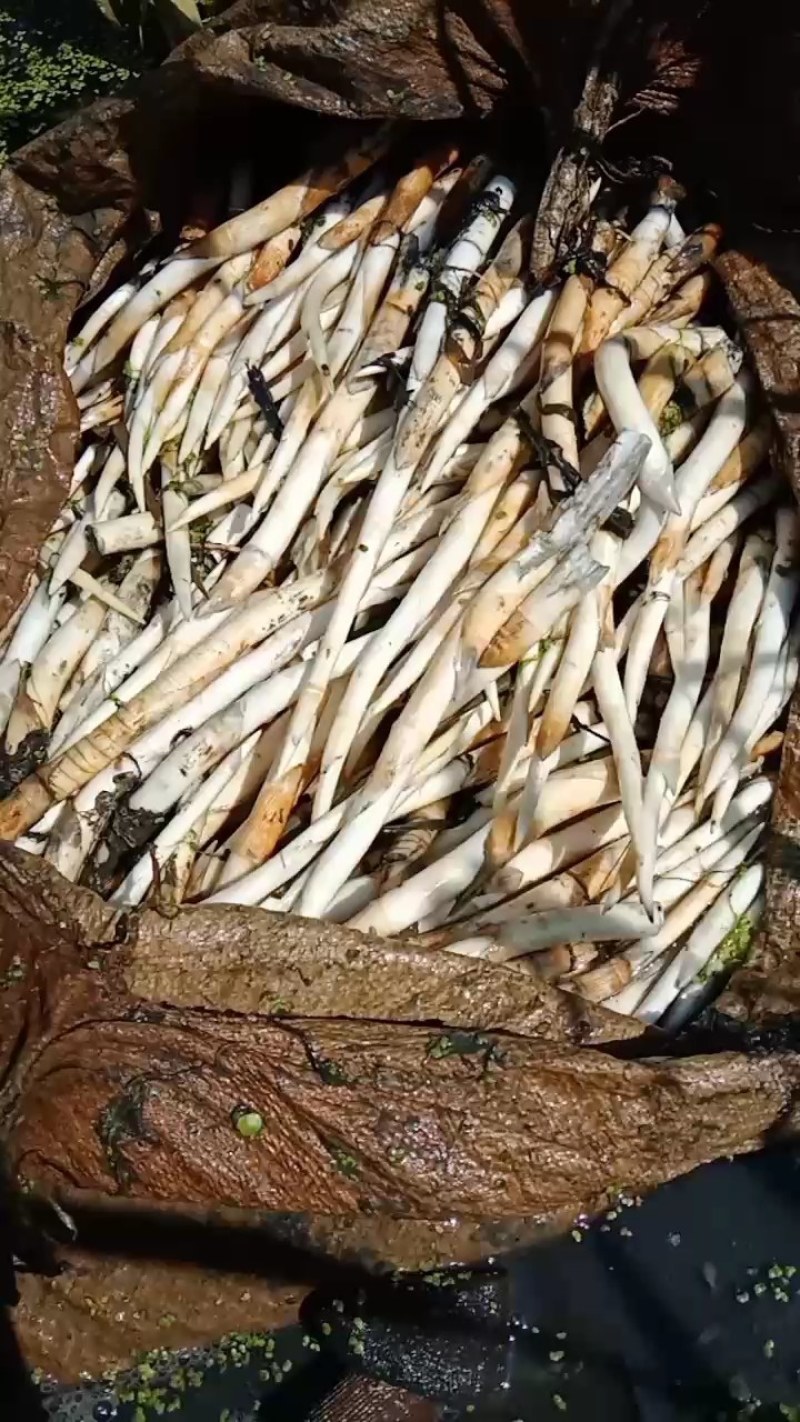 象牙菜草牙野菜特色菜自产自销每天可供应新鲜菜