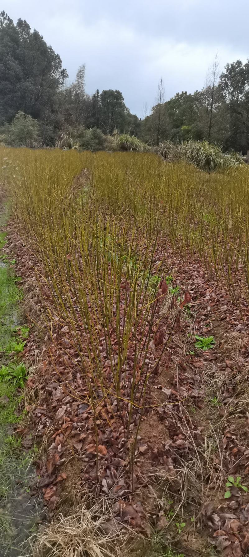 供应一年生檫木小苗，江西檫木，造林树种，苗圃直供