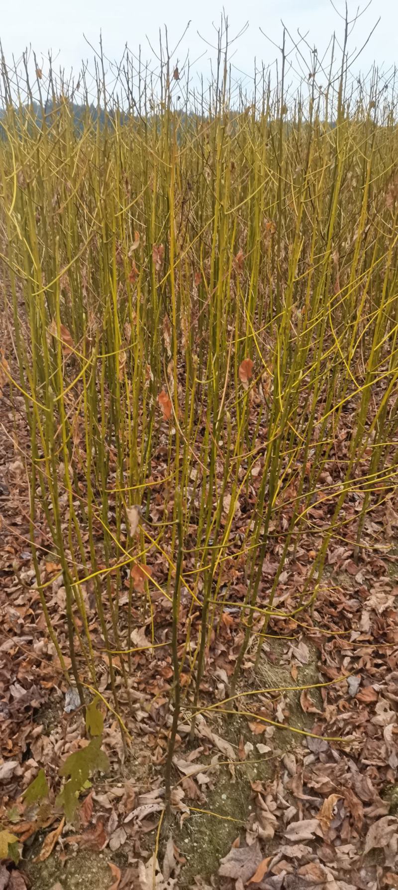 供应一年生檫木小苗，江西檫木，造林树种，苗圃直供