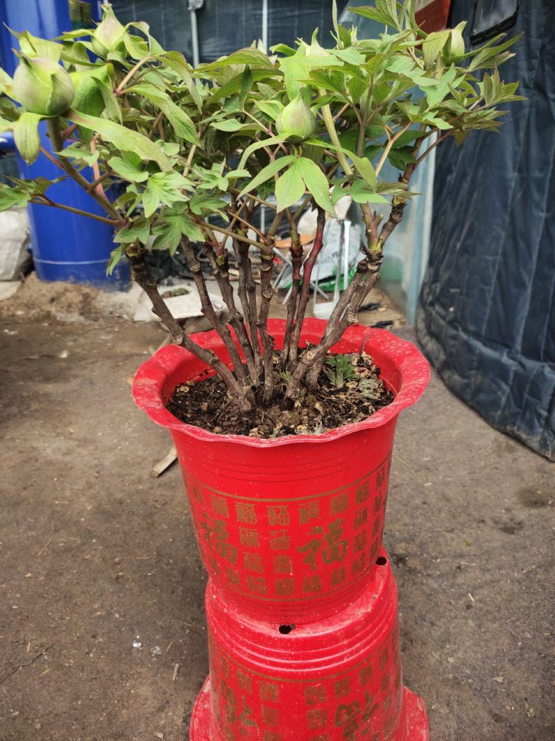 盆栽牡丹，美植袋装牡丹土球牡丹，营养杯牡丹