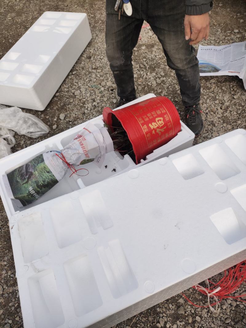 盆栽牡丹，美植袋装牡丹土球牡丹，营养杯牡丹