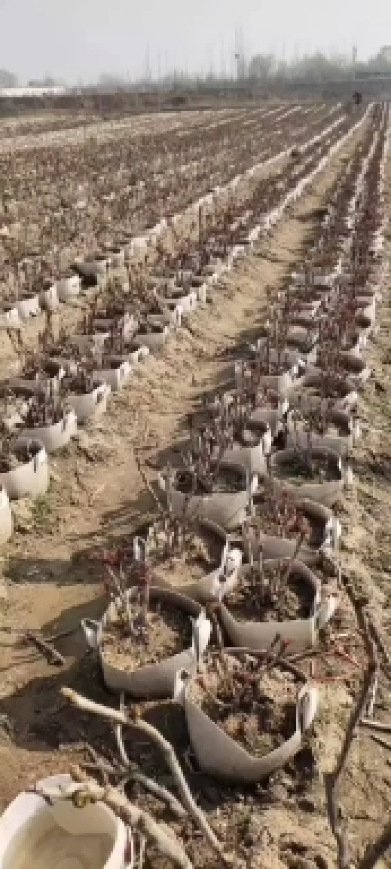 盆栽牡丹，美植袋装牡丹土球牡丹，营养杯牡丹