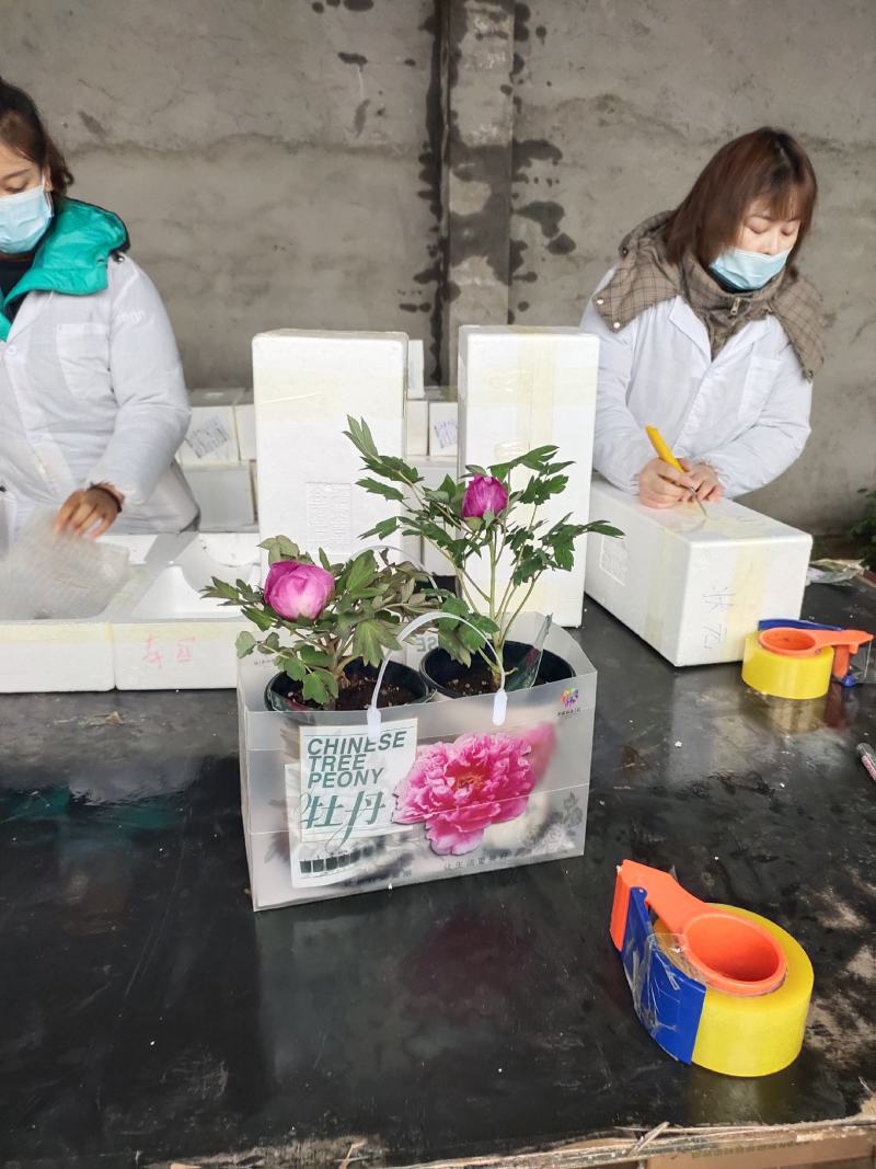 盆栽牡丹，美植袋装牡丹土球牡丹，营养杯牡丹