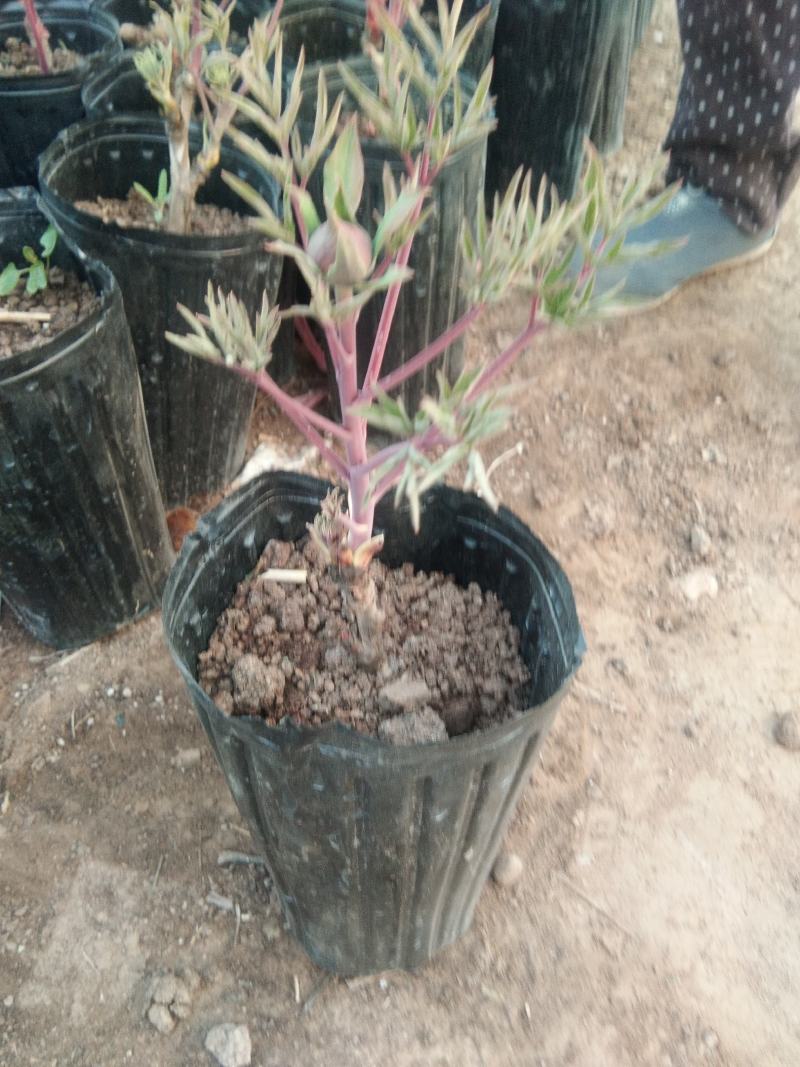盆栽牡丹，美植袋装牡丹土球牡丹，营养杯牡丹
