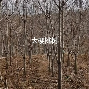 自家种植嫁接樱桃树，质优价廉，欢迎咨询