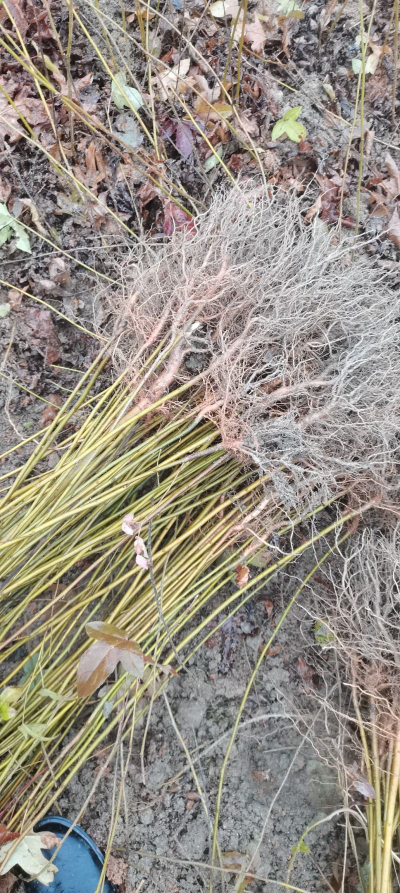 现货批发枫香苗，一年生裸根苗，基地直供，江西造林苗海量供