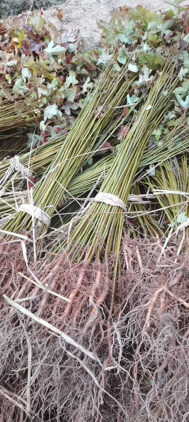 现货批发枫香苗，一年生裸根苗，基地直供，江西造林苗海量供