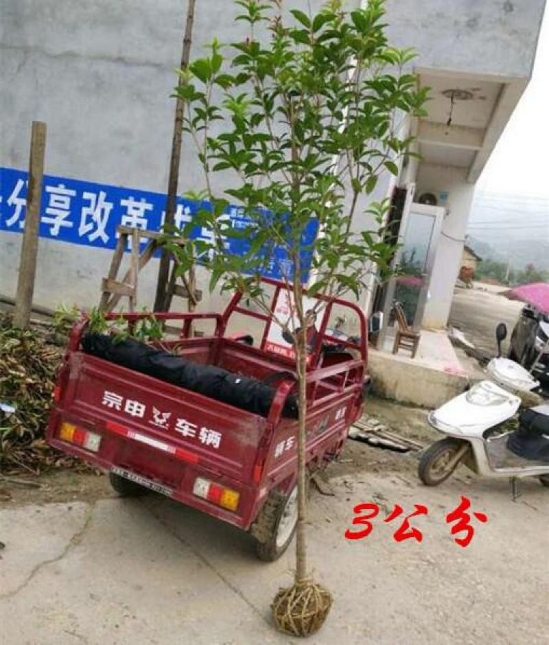 桂花树苗小苗2/3/4/5/6公分产地价格金桂丹桂四季桂