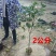 桂花树苗小苗2/3/4/5/6公分产地价格金桂丹桂四季桂