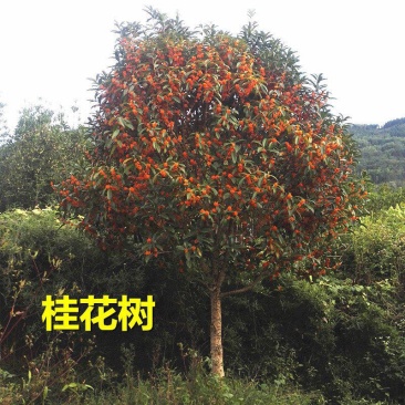 桂花树6/8/9/10/12/15公分产地价格丹桂金桂