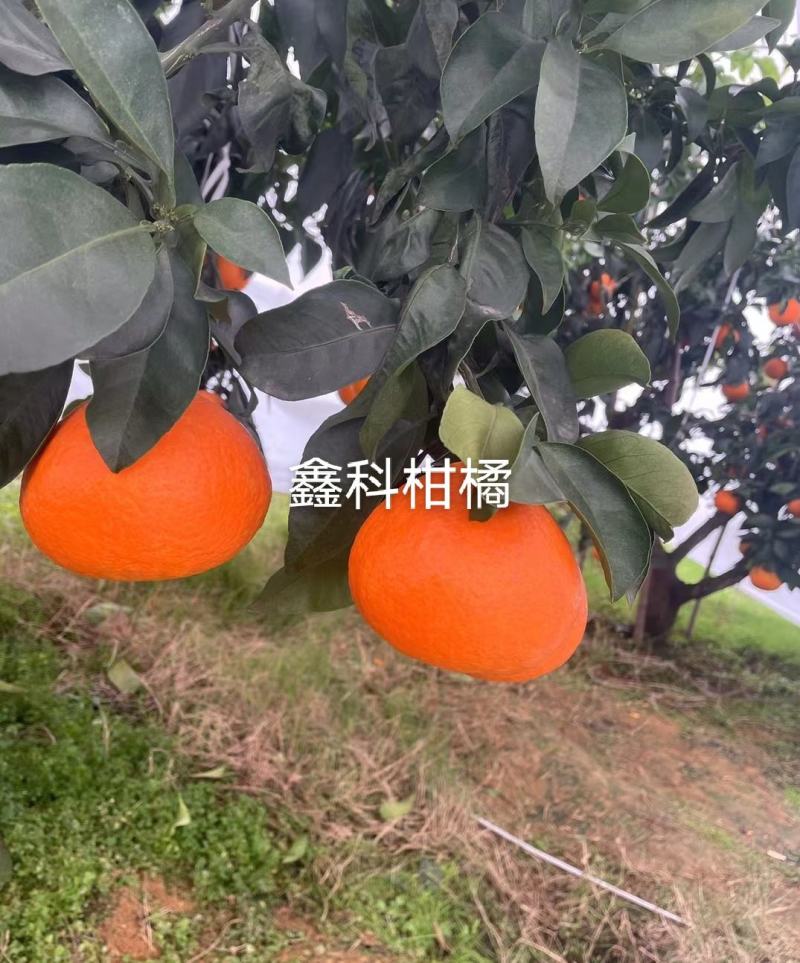 早甜甜爱媛枝条，8月底上色，果子9月上市。欢迎实地参观。