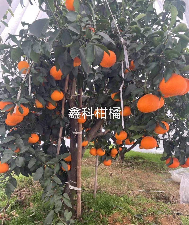 早甜甜爱媛枝条，8月底上色，果子9月上市。欢迎实地参观。