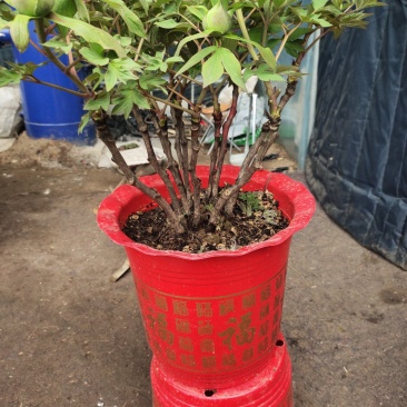 盆栽牡丹，美植袋装牡丹土球牡丹，营养杯牡丹