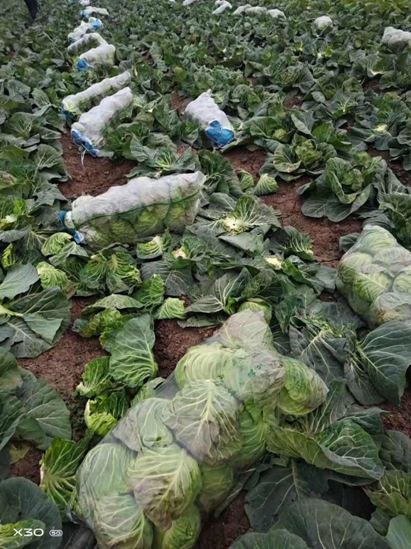 大量包菜上市，货品充足，保证质量，价格实惠，诚信经营！