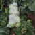 大量包菜上市，货品充足，保证质量，价格实惠，诚信经营！