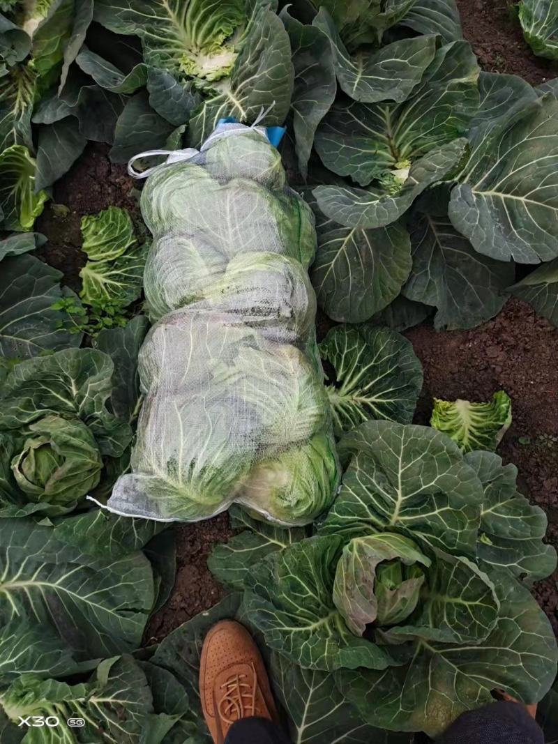 大量包菜上市，货品充足，保证质量，价格实惠，诚信经营！