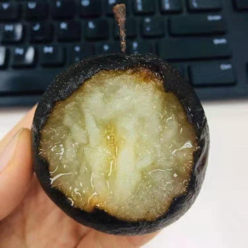 新品种冬梨树苗晚熟品种东北冻梨苗黑梨苗高产型抗病能力强