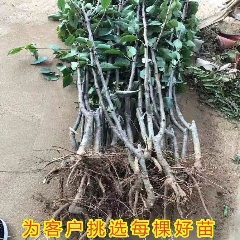 新品种冬梨树苗晚熟品种东北冻梨苗黑梨苗高产型抗病能力强