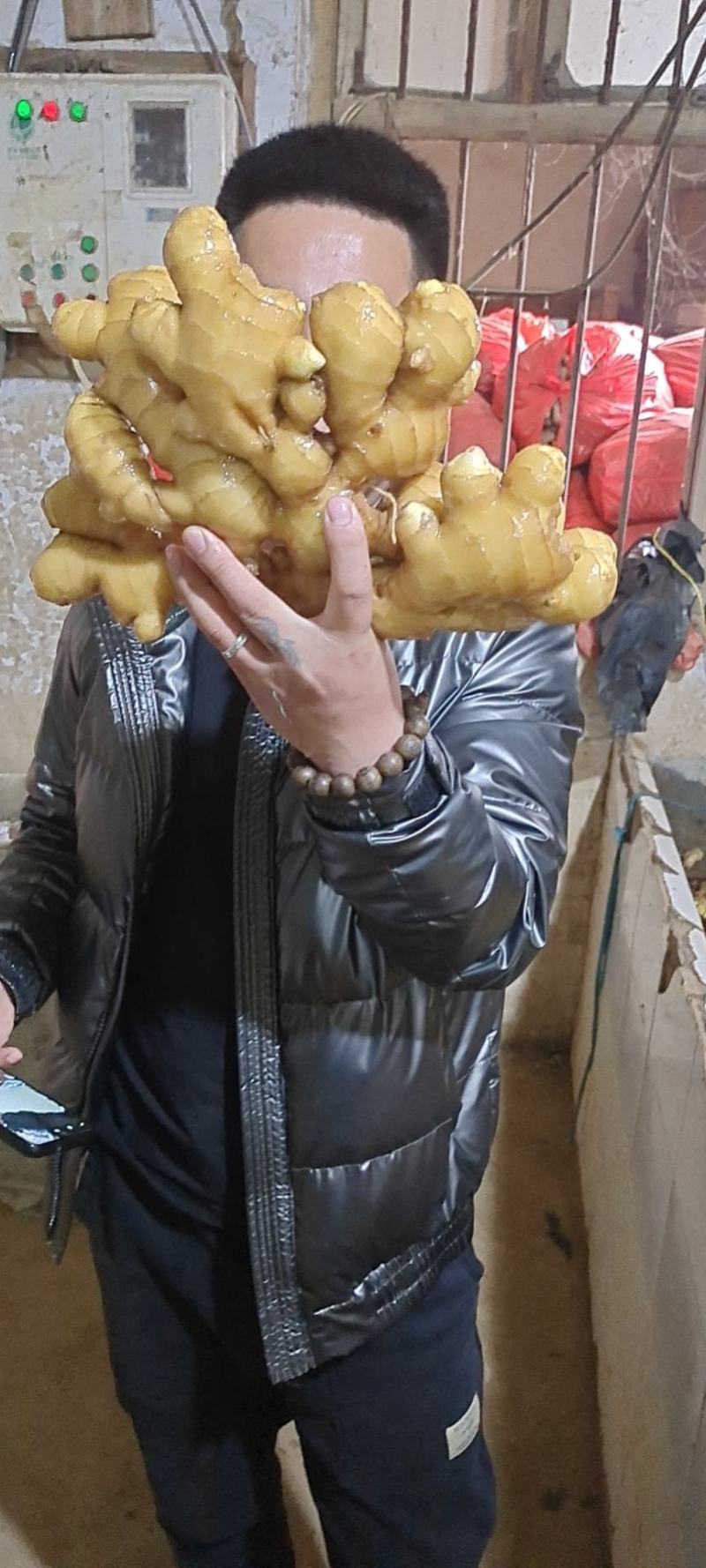 【优选】大黄姜块头大版型好味道足，全国代发全国代存