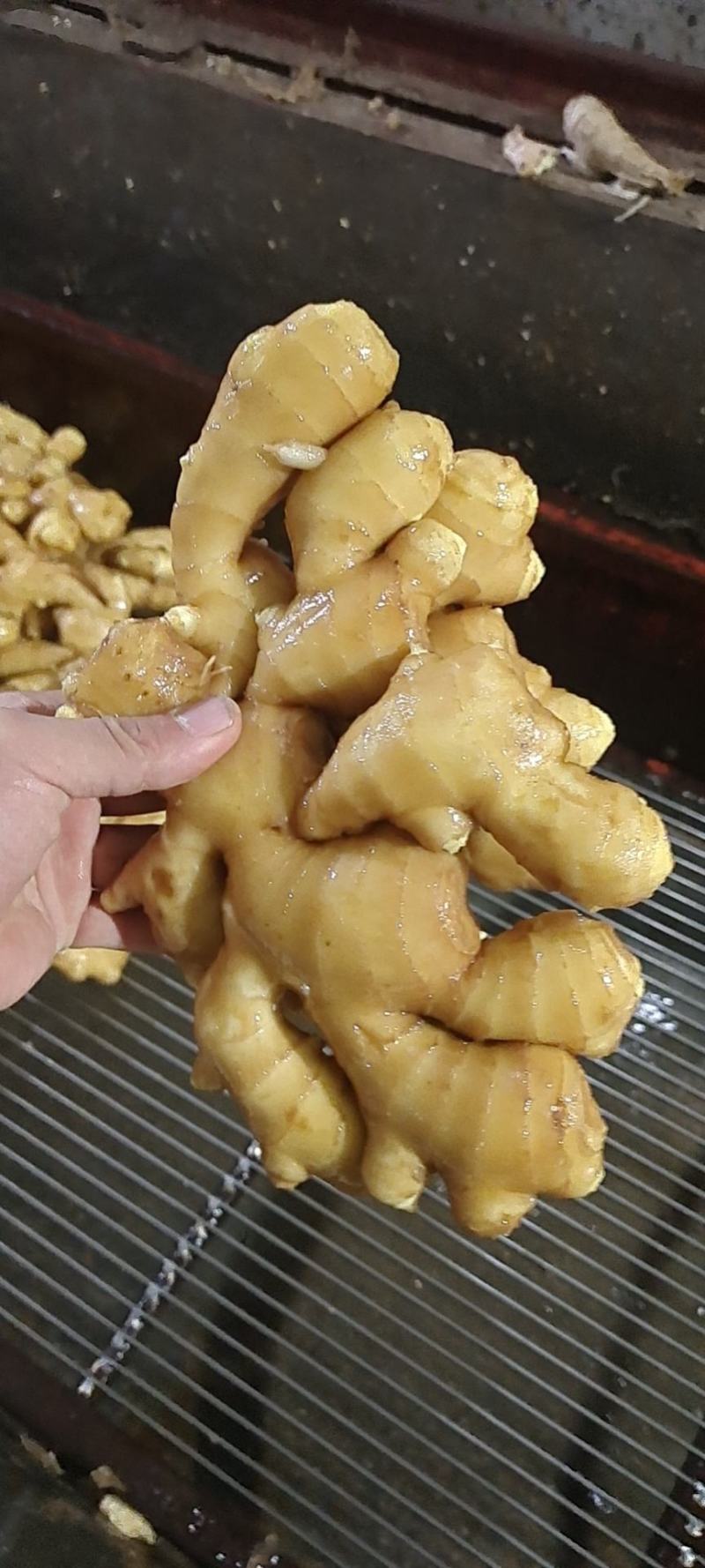 【优选】大黄姜块头大版型好味道足，全国代发全国代存
