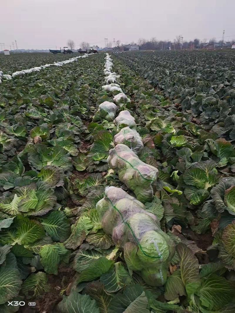 大量包菜上市，货品充足，保证质量，价格实惠，诚信经营！