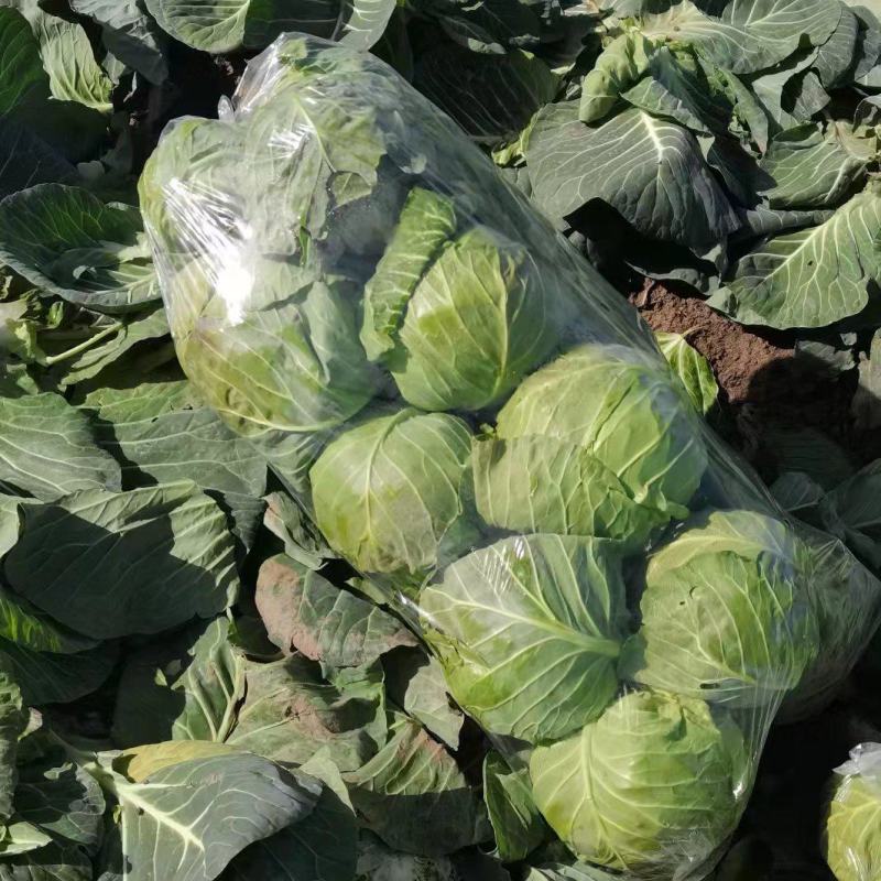大量包菜上市，货品充足，保证质量，价格实惠，诚信经营！