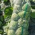 大量包菜上市，货品充足，保证质量，价格实惠，诚信经营！