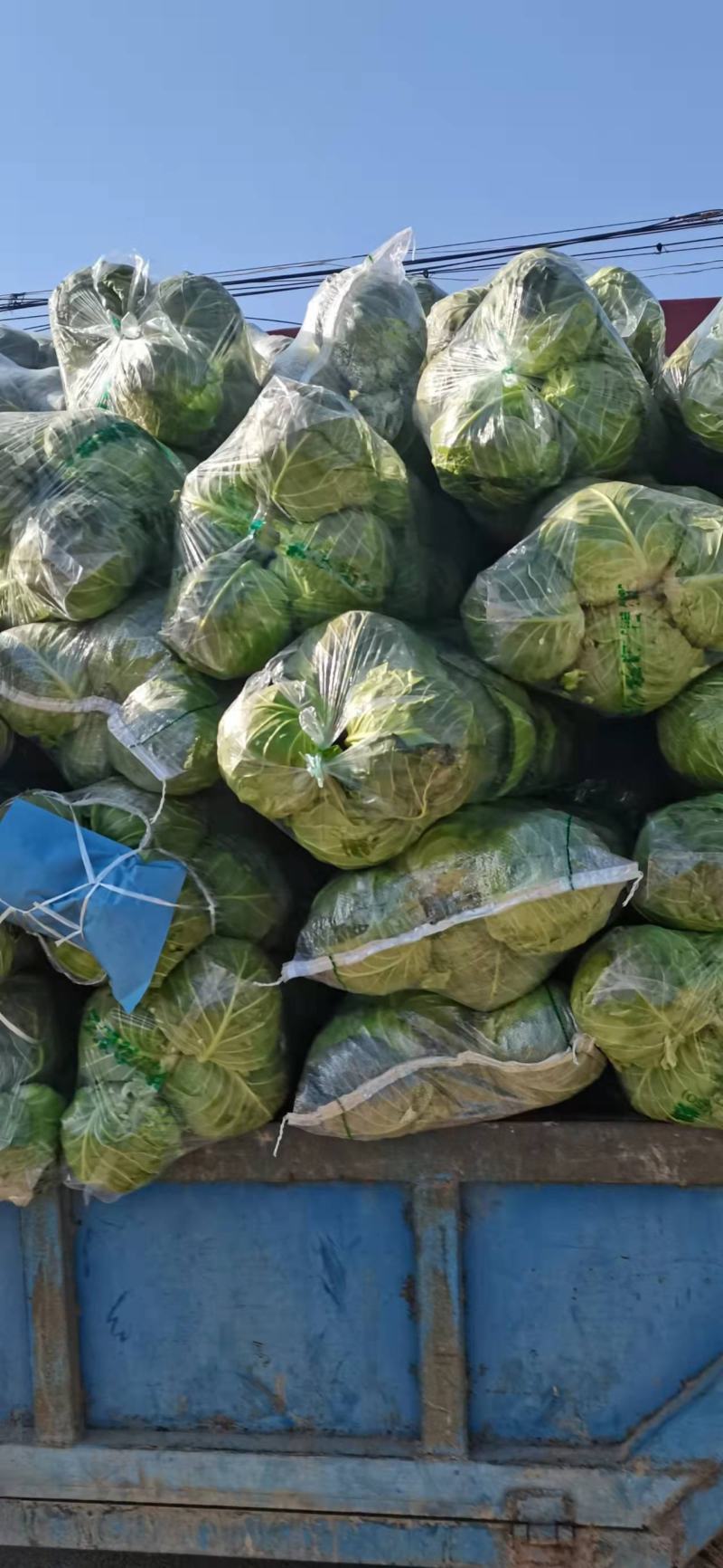 大量包菜上市，货品充足，保证质量，价格实惠，诚信经营！
