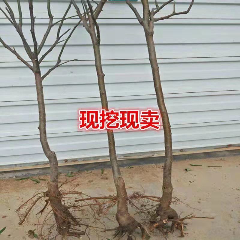 新品种冬梨树苗晚熟品种东北冻梨苗黑梨苗高产型抗病能力强