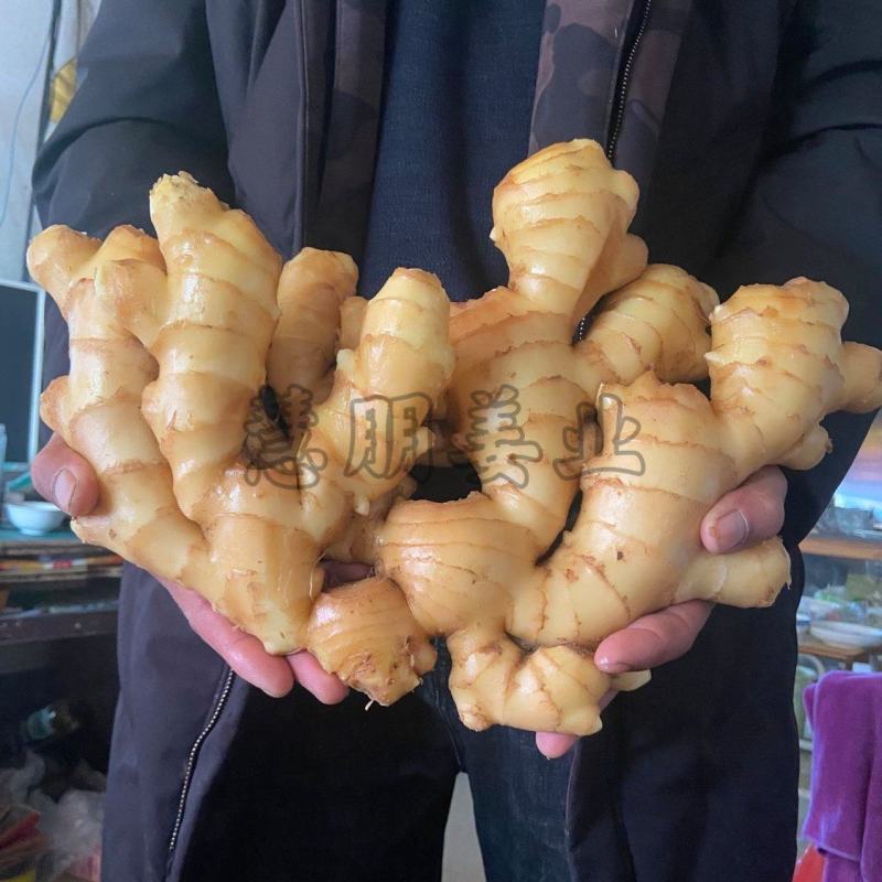 【优选】精品生姜批发窖藏大黄姜可加工风干姜产地供应