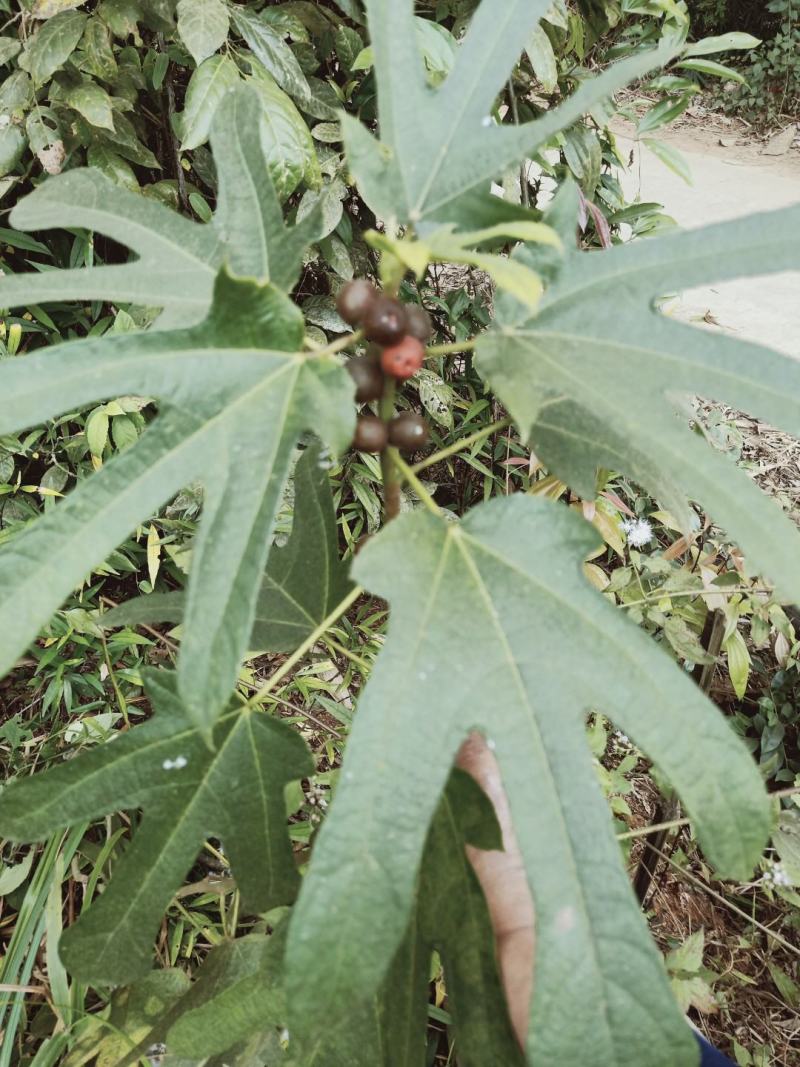 云南五指毛桃根、小叶白花牛奶香根，香味十足。