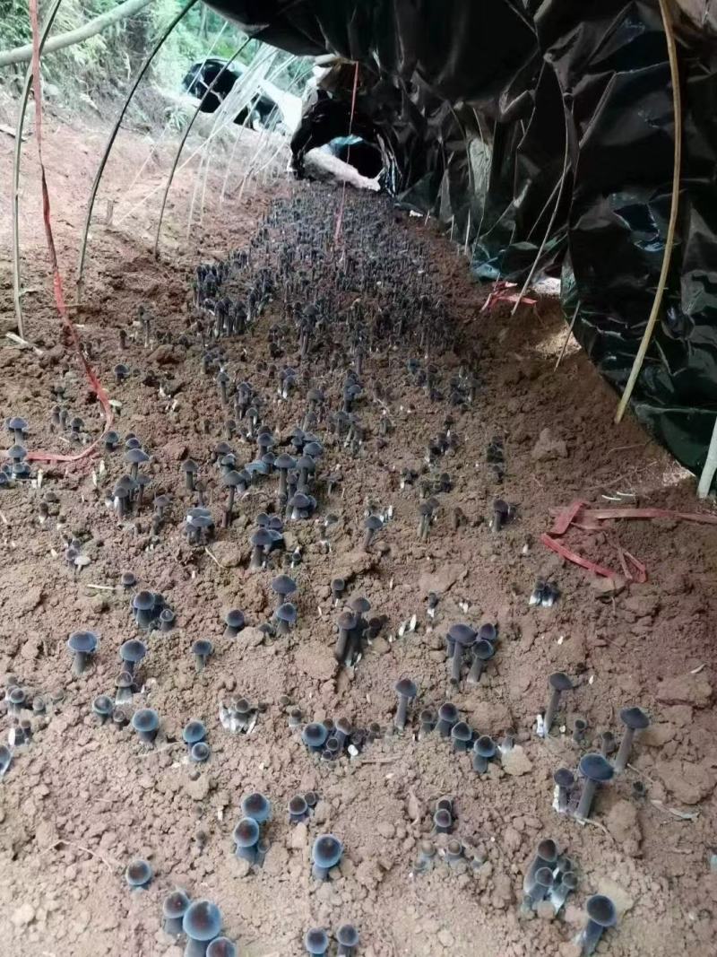 精品黑皮鸡枞菌包鲜货现货大量上市质量好价格优