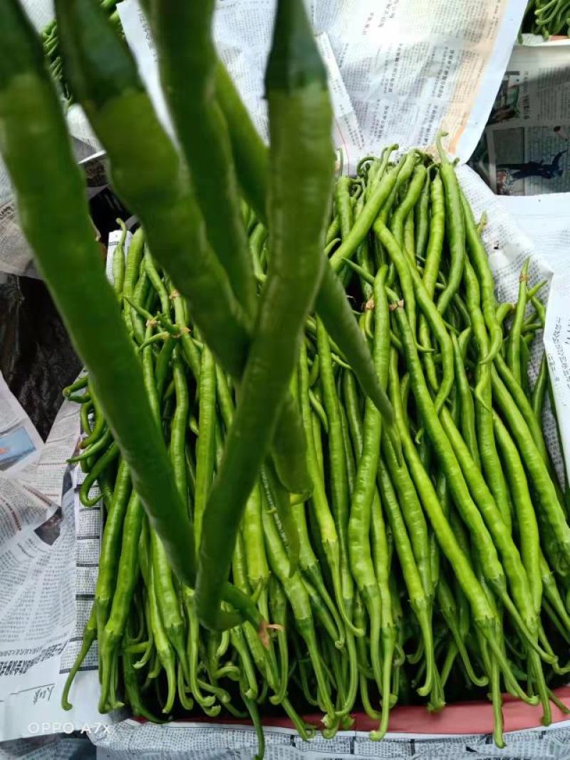 辣椒