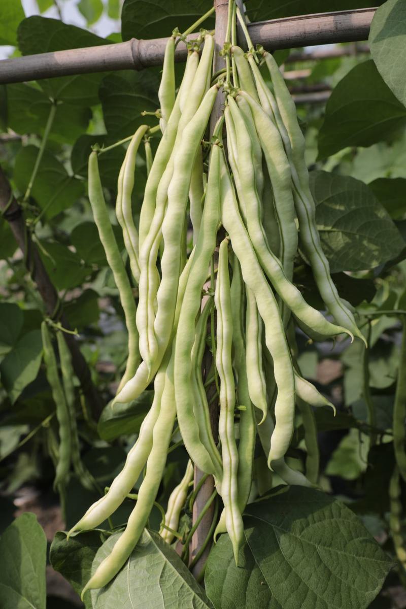 品质菜豆种子肉厚纤维少红花白荚架豆种子春秋架豆种籽大田用