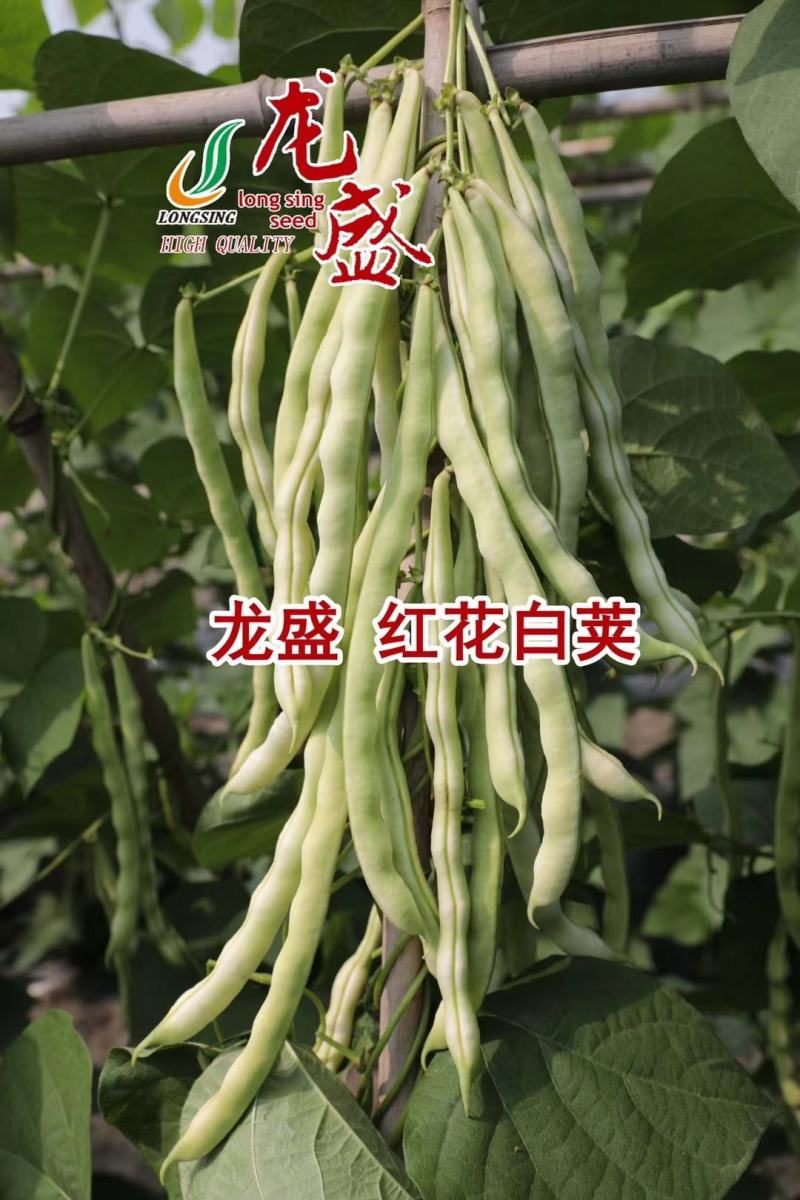 品质菜豆种子肉厚纤维少红花白荚架豆种子春秋架豆种籽大田用