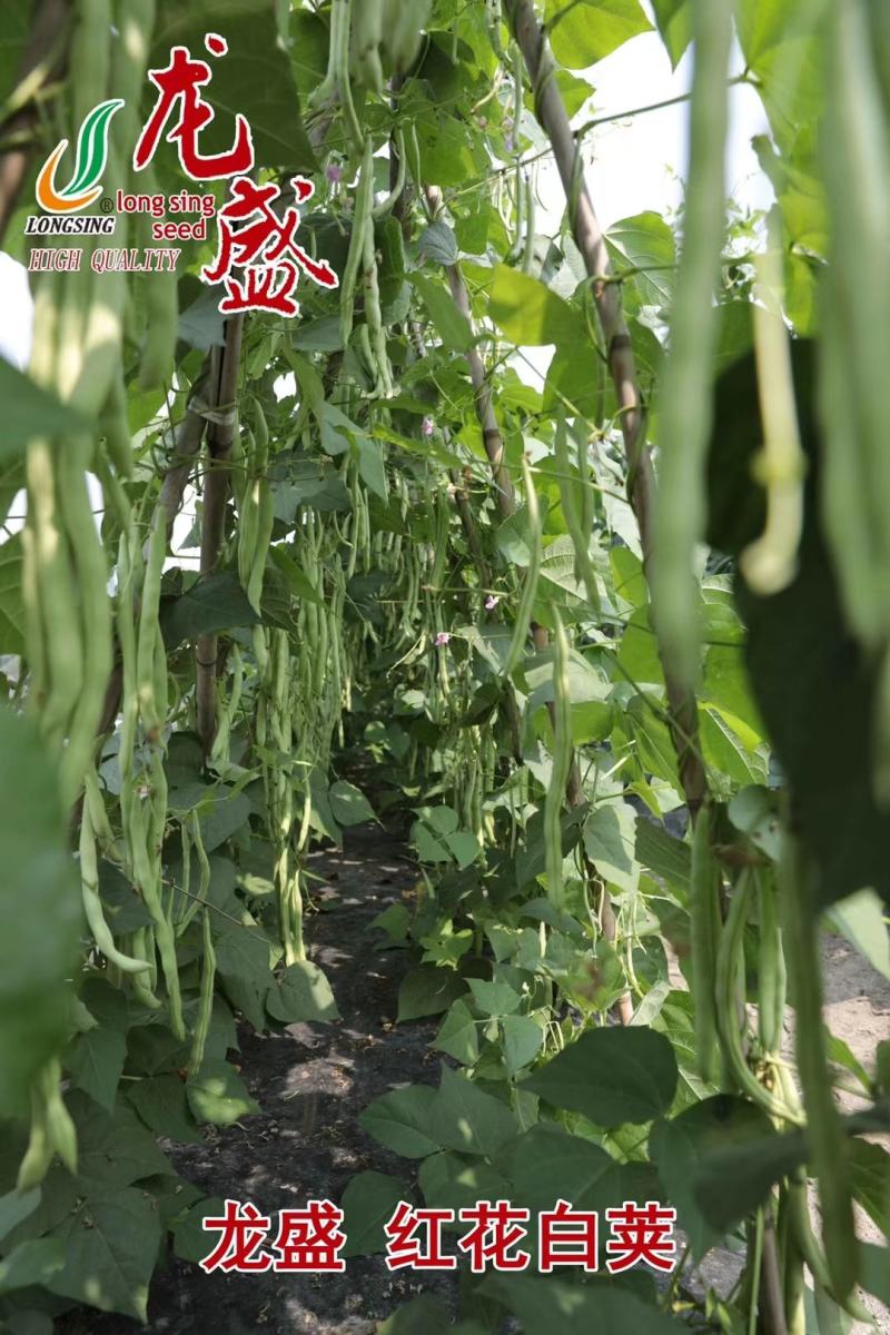 品质菜豆种子肉厚纤维少红花白荚架豆种子春秋架豆种籽大田用