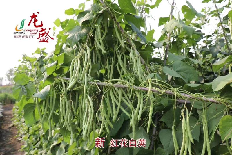 品质菜豆种子肉厚纤维少红花白荚架豆种子春秋架豆种籽大田用