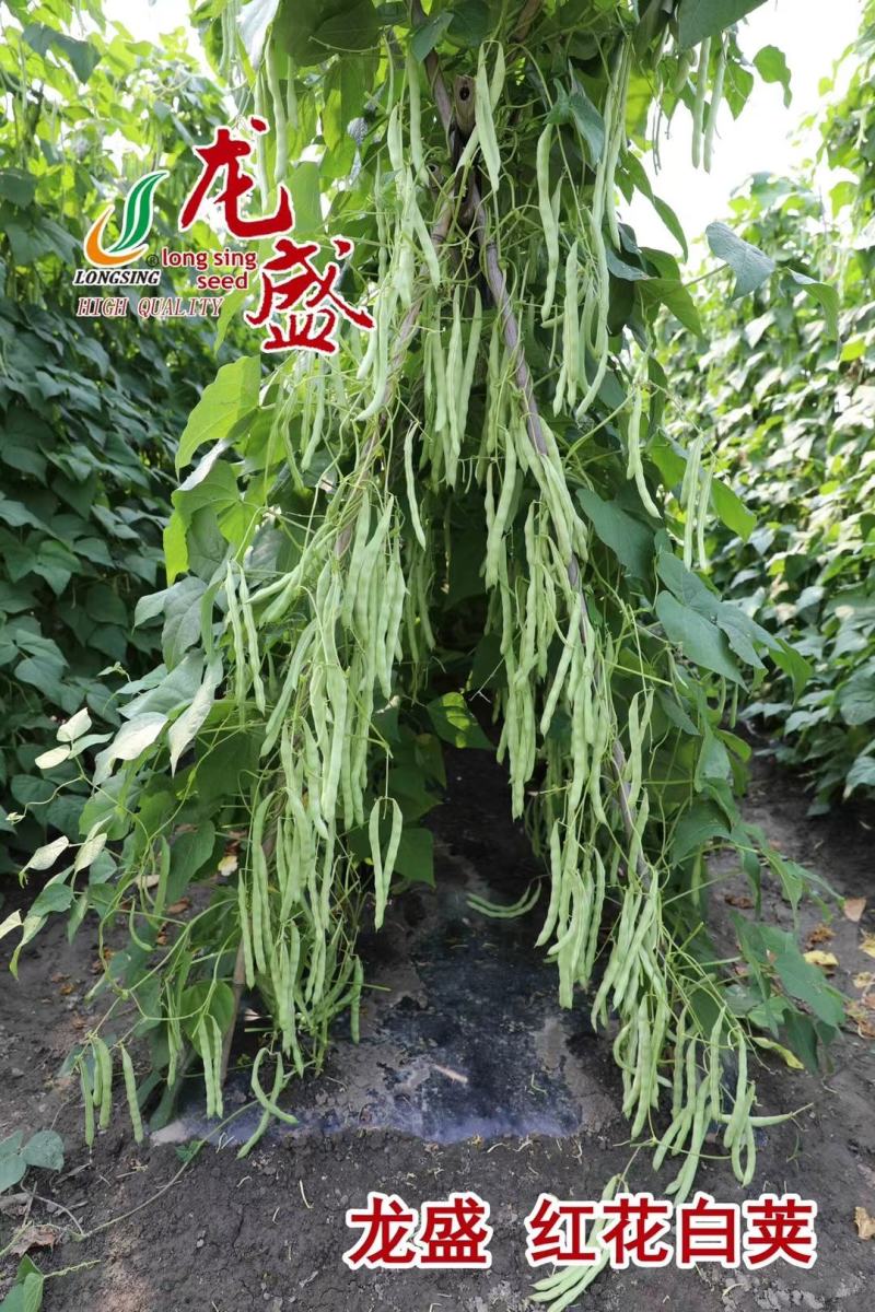 品质菜豆种子肉厚纤维少红花白荚架豆种子春秋架豆种籽大田用