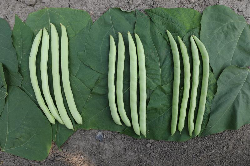 品质菜豆种子肉厚纤维少红花白荚架豆种子春秋架豆种籽大田用