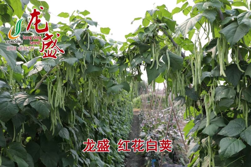 品质菜豆种子肉厚纤维少红花白荚架豆种子春秋架豆种籽大田用