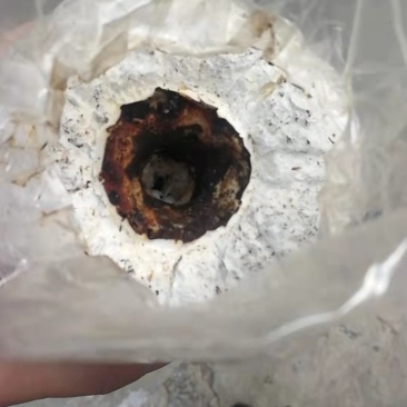 山东黑皮鸡枞菌包品质优良货源充足价格实惠