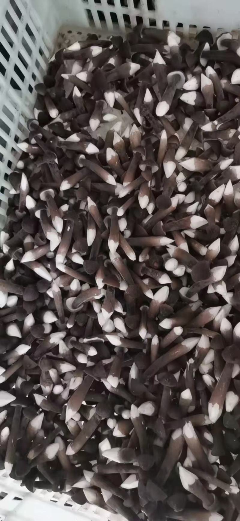 山东黑皮鸡枞菌包品质优良货源充足价格实惠