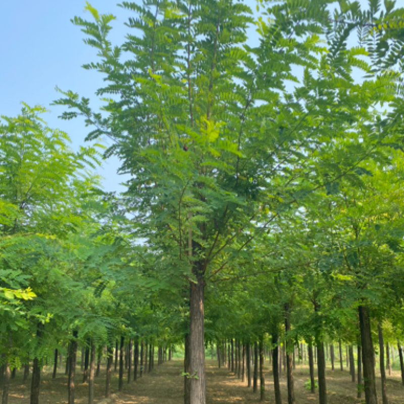 【刺槐】推荐6-20公分刺槐、大量供应、红花刺槐协助装车