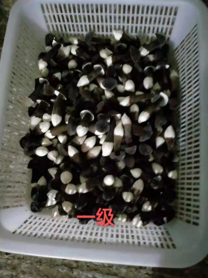 黑皮鸡枞菌包供销全国地理位置优越欢迎各地客商采购