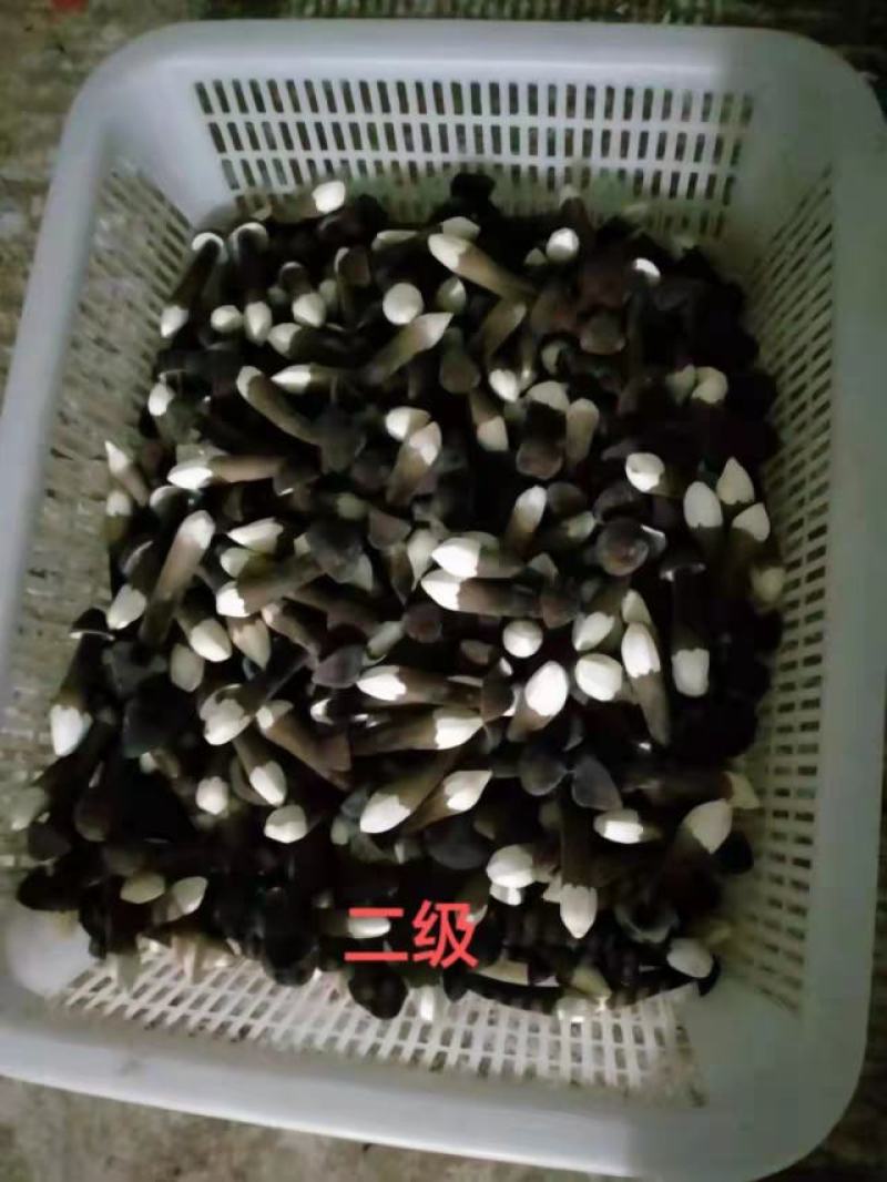 黑皮鸡枞菌包供销全国地理位置优越欢迎各地客商采购