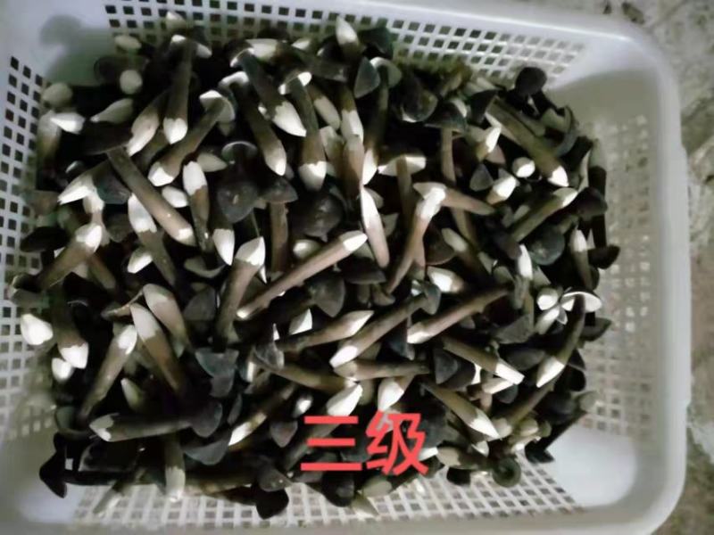 黑皮鸡枞菌包供销全国地理位置优越欢迎各地客商采购