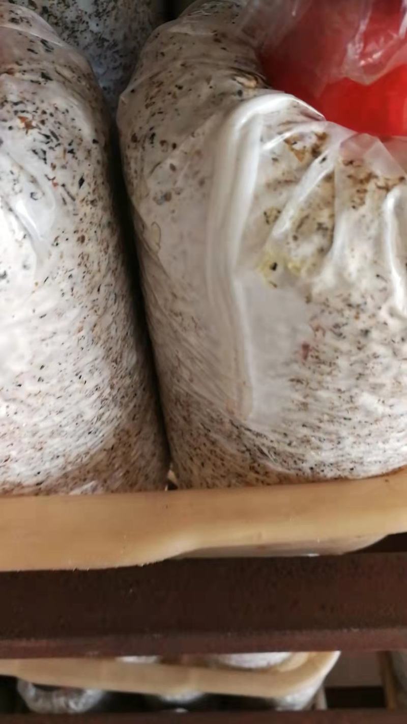 黑皮鸡枞菌包供销全国地理位置优越欢迎各地客商采购